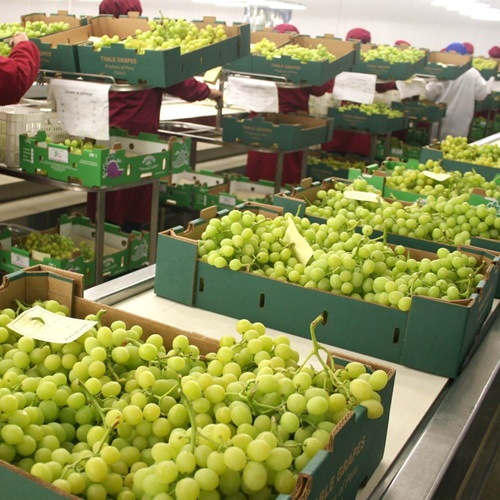 Imagen de Uvas